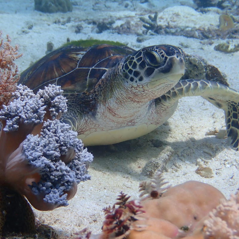LES OCÉANS SONT SOUMIS À DES PRESSIONS SANS PRÉCÉDENT